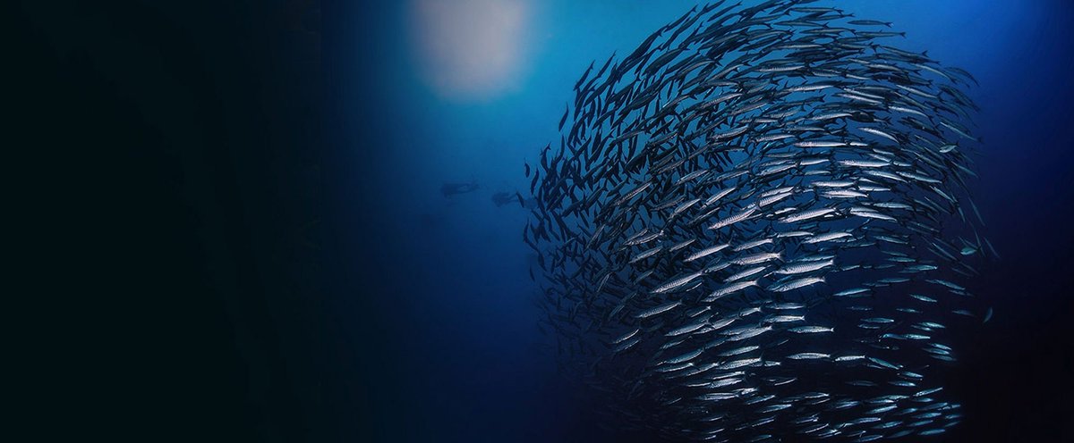 noaaocean's tweet photo. Do fish sleep? It's complicated. Fish do not sleep in the same way that land mammals sleep, but most fish do rest. https://t.co/D9UGuhoTUt https://t.co/DgQYfcbvMn