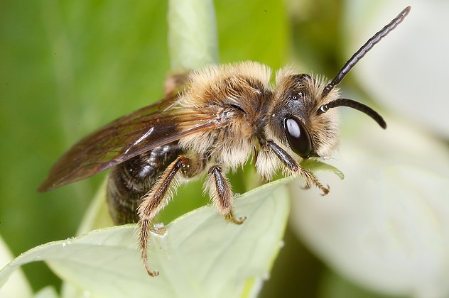 xercessociety's tweet image. Do you know about "tickle bees"? Have you seen them this spring?
xerces.org/2017/04/10/sta…