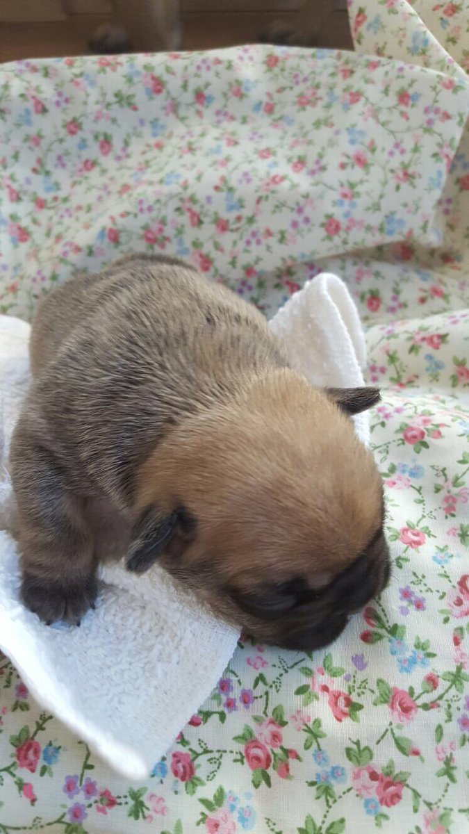 Meet Bullventors Lois Lane #frenchbulldogpuppy #cornwall #bullventors #LoisLane - Mother Bullventors Dinky Daisy - Father neibulls Gucci