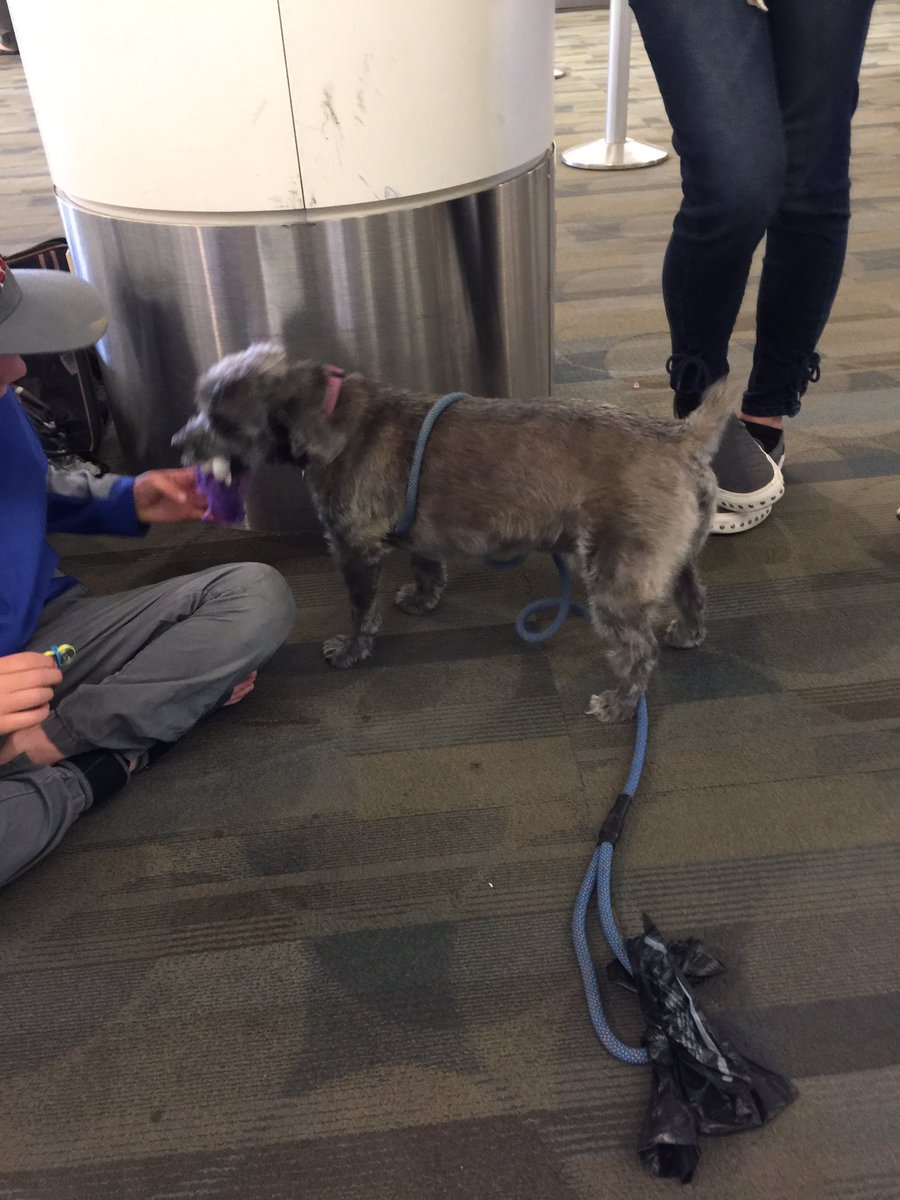 Met playful Tico today. Was a stray in Costa Rica who befriended a vet from CA on the beach. Now he's healthy &amp; lives here! #dogsoftwitter