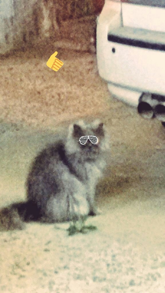 محمد بابكر الرضي (@m7d216) on Twitter photo 