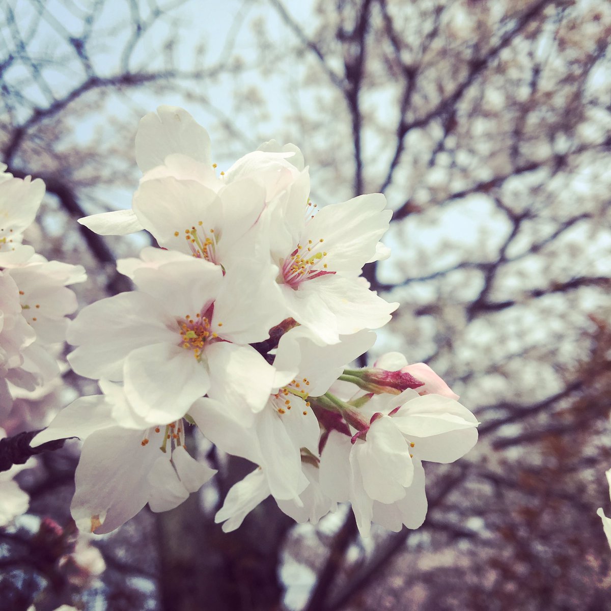 Sachikokimura11's tweet photo. お花見 https://t.co/uJY6H30wrd