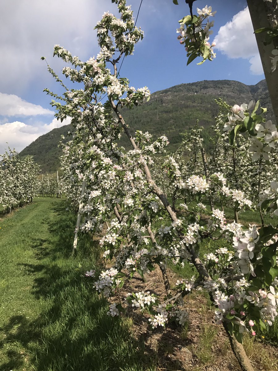 IoliAndrea's tweet image. Che spettacolo i frutteti in fiore a #VilladiTirano #Valtellina #sondrio @inLOMBARDIA