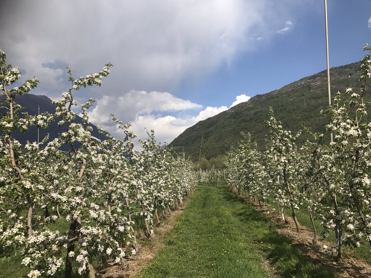IoliAndrea's tweet image. Che spettacolo i frutteti in fiore a #VilladiTirano #Valtellina #sondrio @inLOMBARDIA
