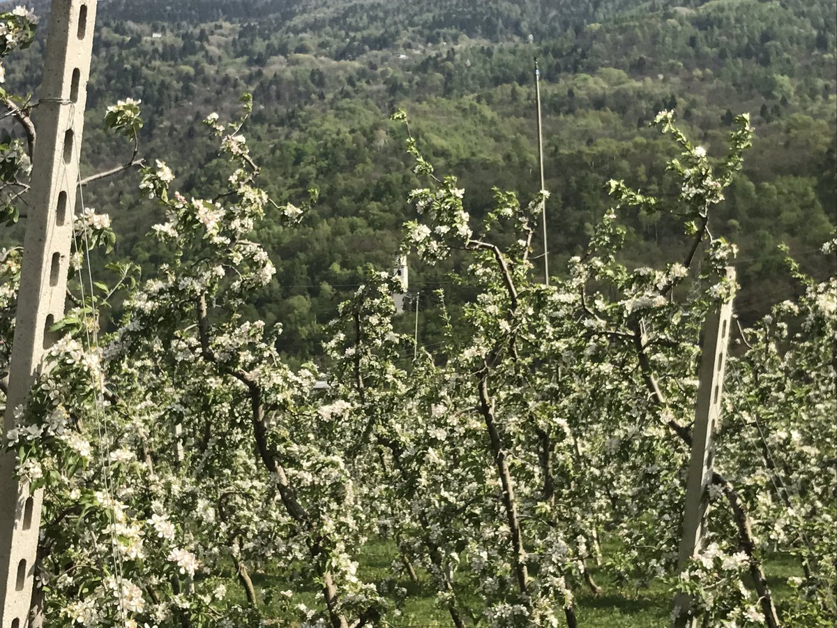 IoliAndrea's tweet image. Che spettacolo i frutteti in fiore a #VilladiTirano #Valtellina #sondrio @inLOMBARDIA