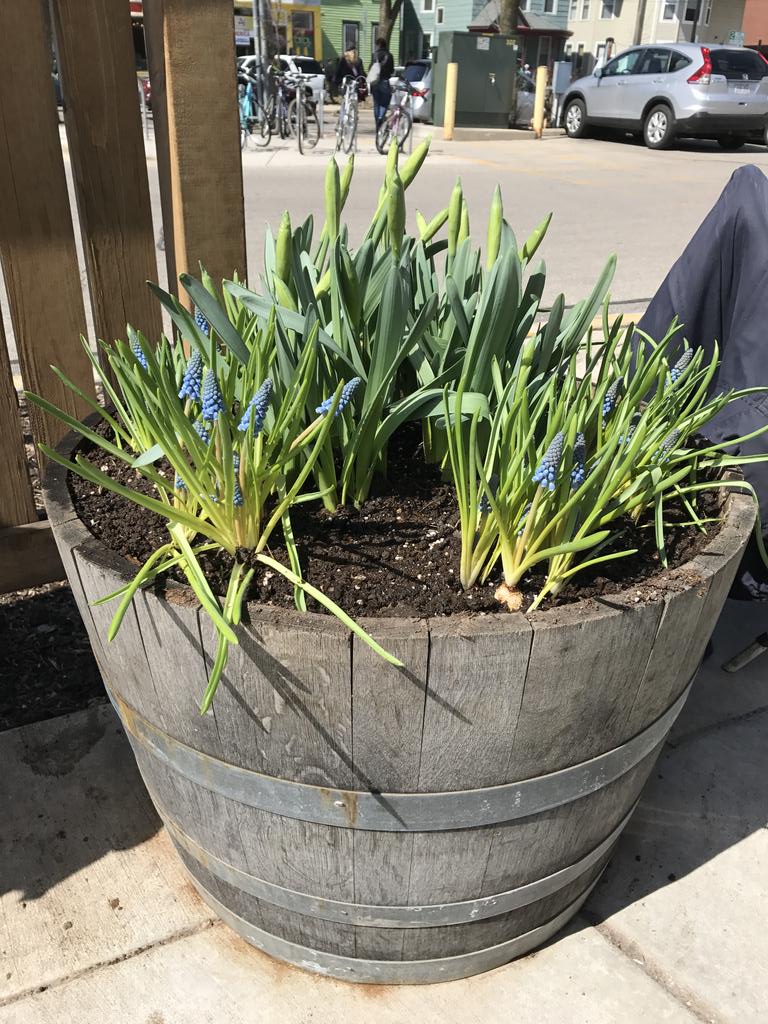 willystreetcoop's tweet photo. Signs of spring at Willy East!
#willyeast #springhassprung https://t.co/2gIxPGagC3