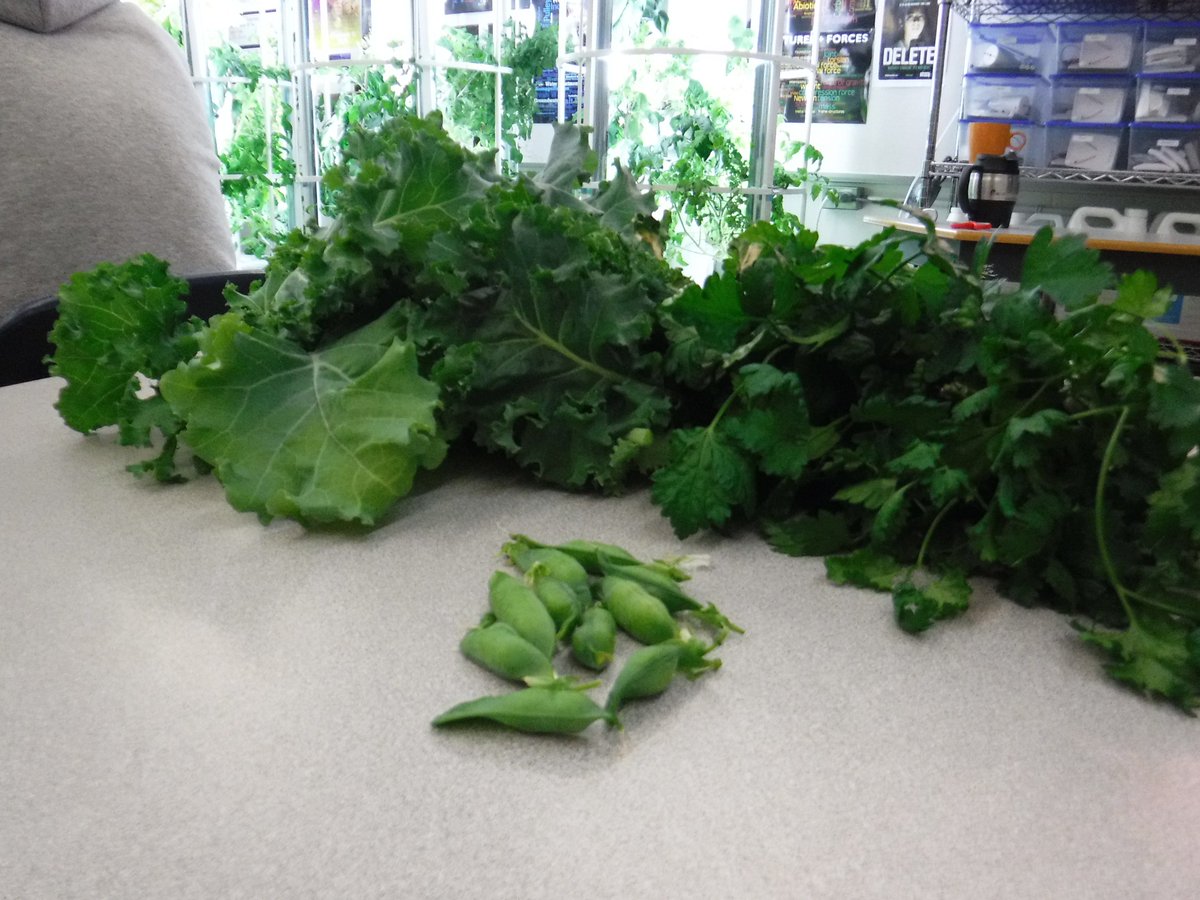 vbscienceninja's tweet photo. Harvesting some greens from the #APlusForEnergy funded @TowerGarden 's..Students are engaged in growing and learning about plants #vbscience https://t.co/2vGB70gfQW