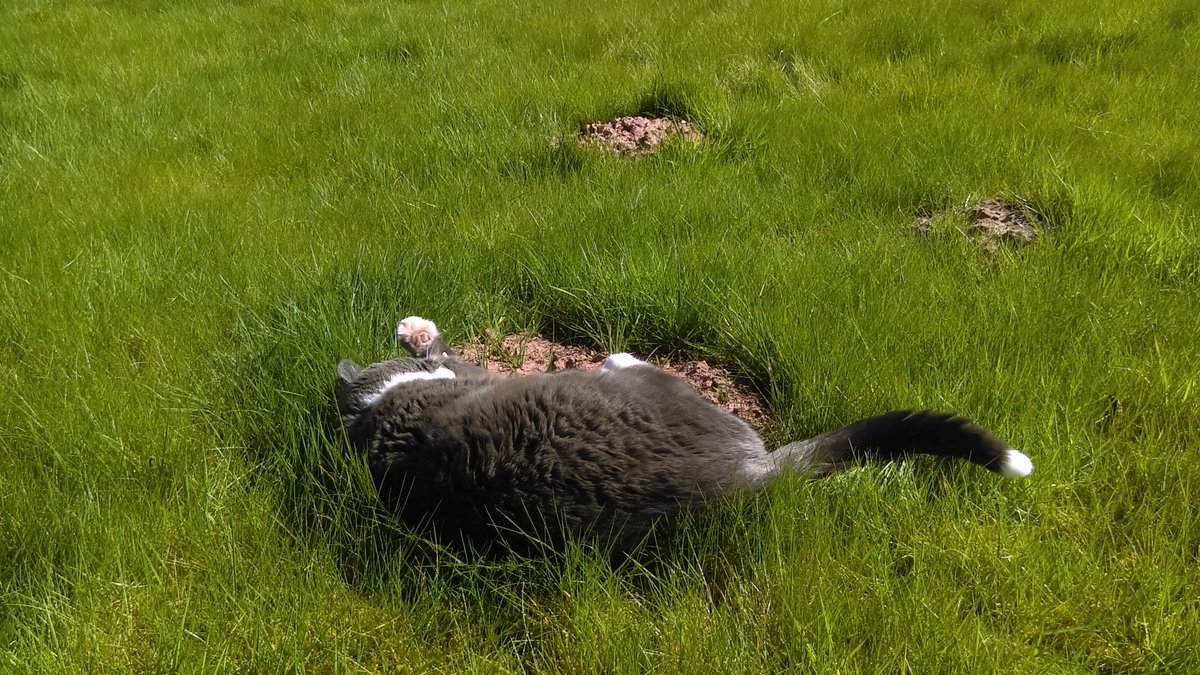 bertie_cat's tweet photo. ..purr.. To be content is to be grateful, for whatever is ..purr.. A warm molehill also helps ..purr.. https://t.co/goMUMvJcM2