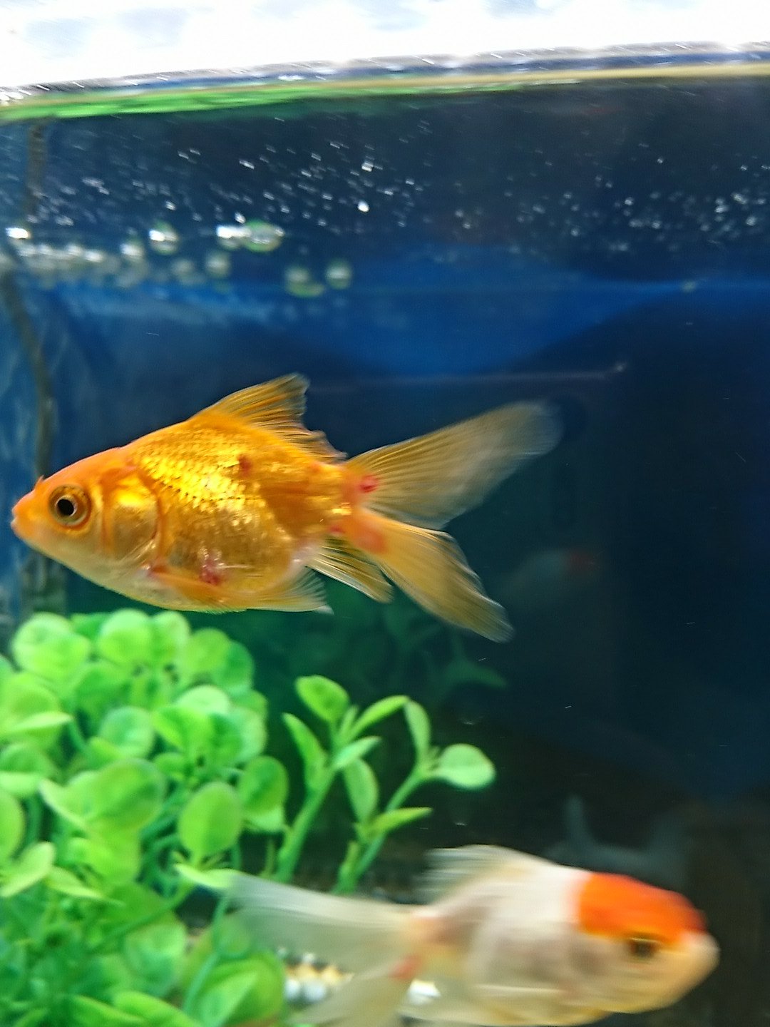 にこ 旅行から帰ってきたら金魚4匹が イカリムシまみれになってました 治療薬 やっぱりリフィッシュがいいのかしら 薬がないので虫が引き抜けず どなたかイカリムシ治療に詳しい方いたら教え にこ 旅行から帰ってきたら金魚4匹が イカリムシまみれになってました 治療薬 やっぱりリフィッシュがいいのかしら 薬がないので虫が引き抜けず どなたかイカリムシ治療に詳しい方いたら教え