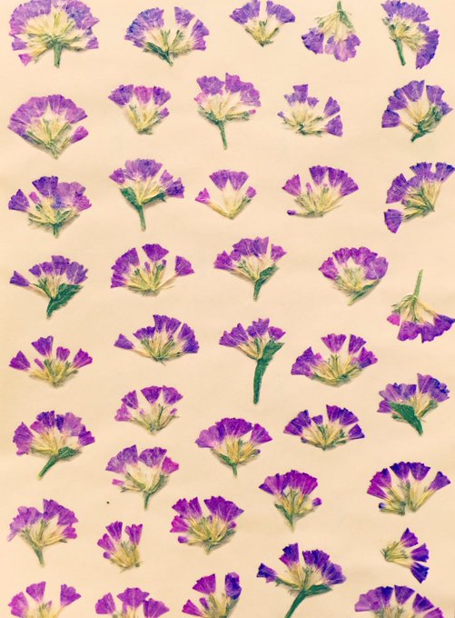 スターチスのtwitterイラスト検索結果 古い順