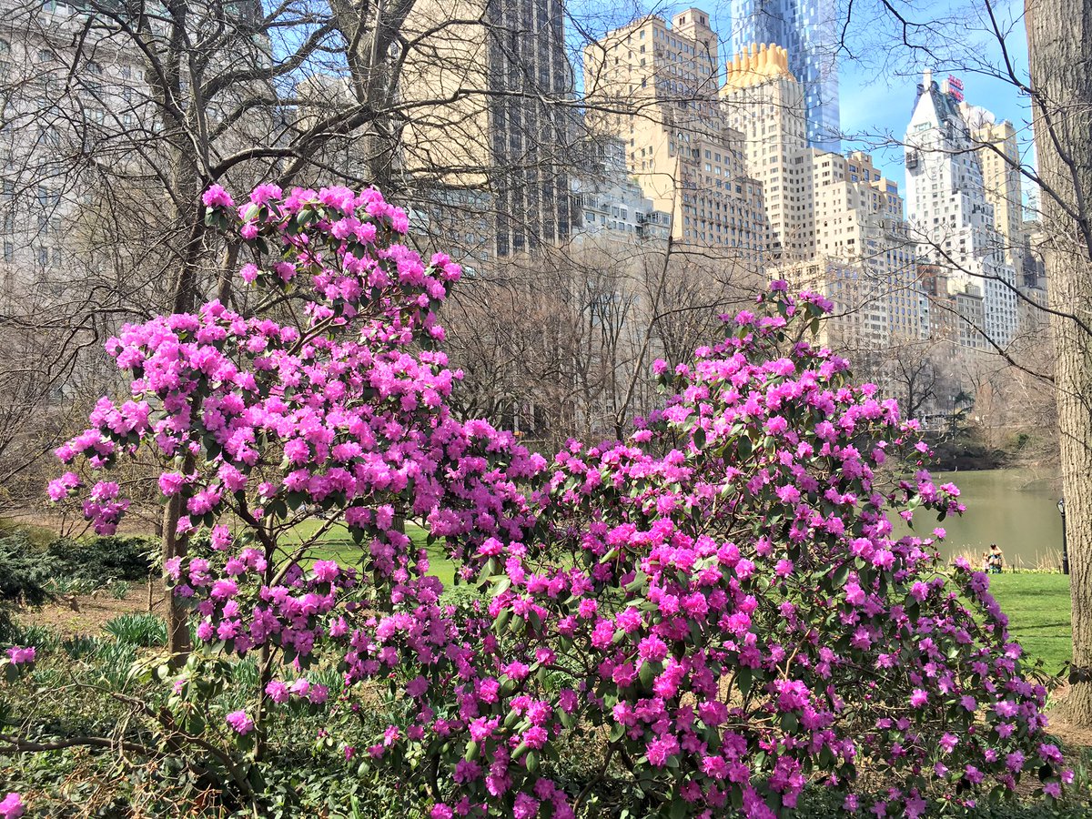 CentralParkNYC's tweet photo. Happy Monday! #centralparkbloomwatch2017 https://t.co/xrIn689FdG