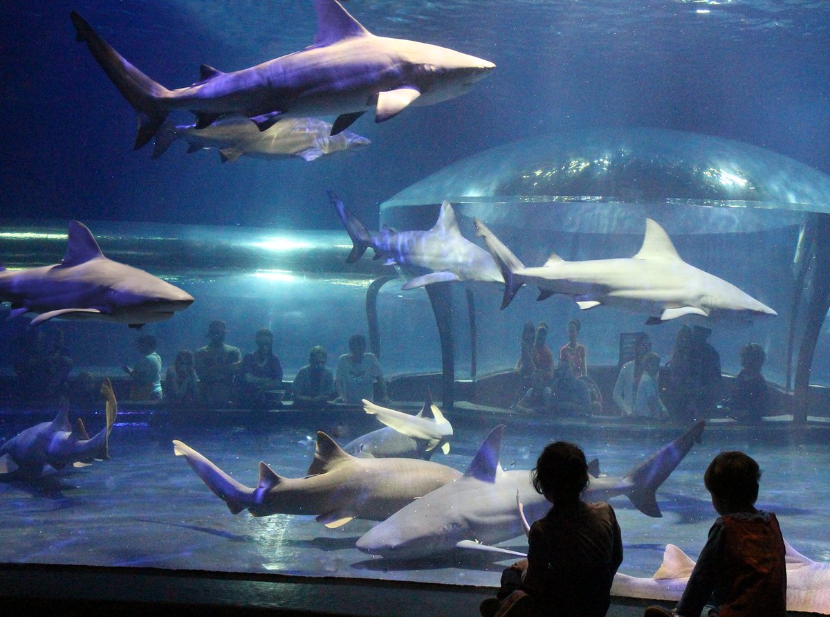 ThinkBlueOK's tweet photo. We have the largest collection of bull sharks in the world; making gains in husbandry, transport &amp; conditioning. https://t.co/ZsmDZWkFbi https://t.co/fSLp63CLmE