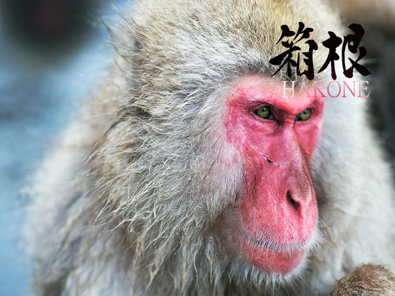 JapaType tweet picture