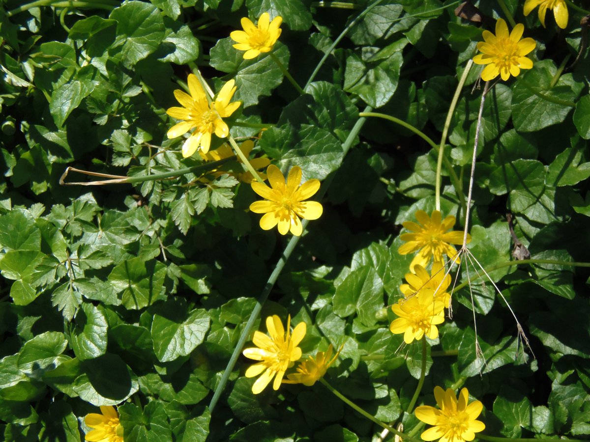 MillerInsure's tweet photo. This weekends weather was perfect for a hike through the #NarrowsReserve. These yellow flowers are only in bloom in April
#MillerInsurance https://t.co/pmZbCXL9oK