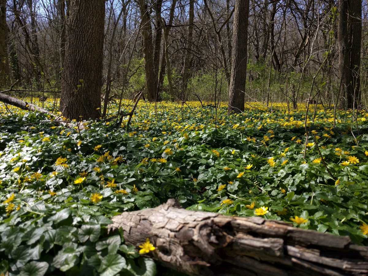 MillerInsure's tweet photo. This weekends weather was perfect for a hike through the #NarrowsReserve. These yellow flowers are only in bloom in April
#MillerInsurance https://t.co/pmZbCXL9oK
