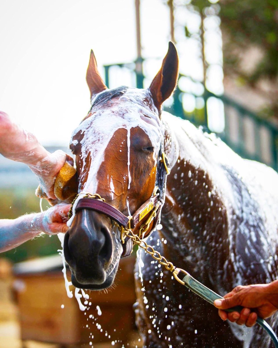 american_cleo's tweet photo. American Cleopatra enjoying her morning bath after hitting the track! Won't be long before she's back at the races! https://t.co/L7VloRqpxZ