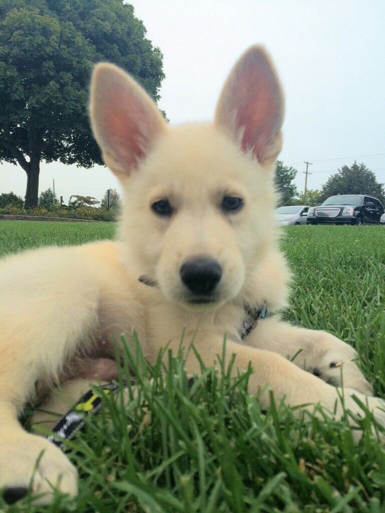 German Shepherds tweet media