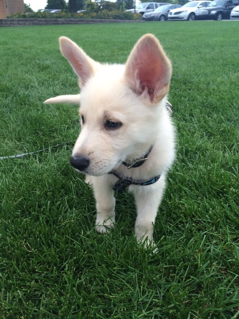 German Shepherds tweet media