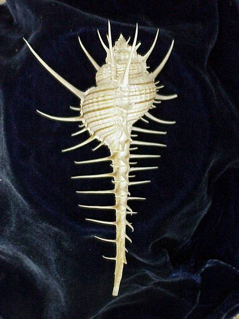 The lovely #gastropod Murex troschelli Lischke, 1868, USNM 876660 #fromthecollections for #MolluskMonday!