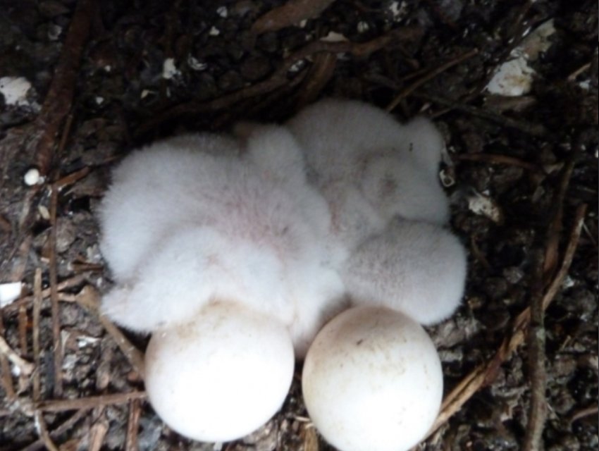 #LittleOwls have started egg laying! March first egg dates in #Lincolnshire, which is unusually early. Find out more littleowlproject.uk/index.php?p=16