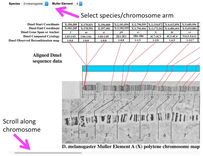 FlyBaseDotOrg's tweet photo. Want chromosome maps? Try here https://t.co/u1ykiwa0sJ (or from toolbar Tools>Genomic/Map Tools>Chromosome Maps) #OldInFlyBase #FlyBaseTips https://t.co/qeNkEsy5ag