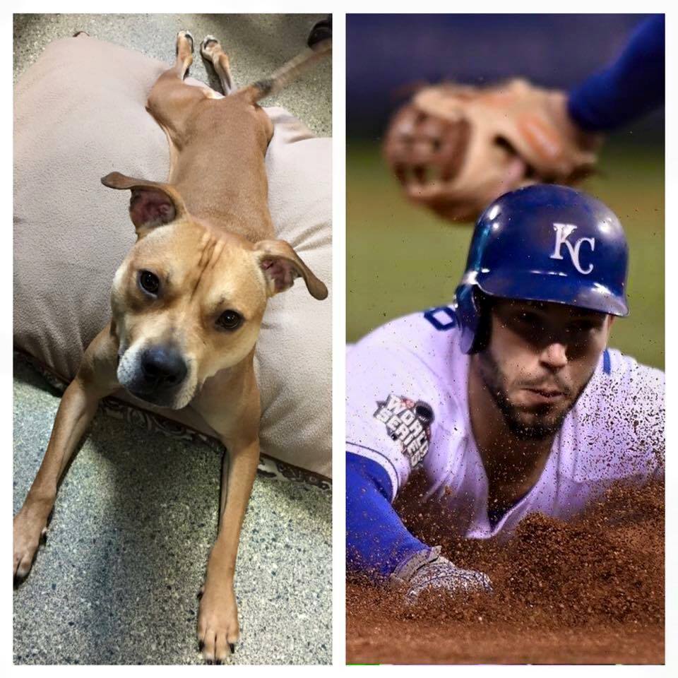 WaysideWaifs's tweet photo. Practicing #RoyalMoves on #OpeningDayKC because we are #RaisedRoyal https://t.co/rblaRDhmUn