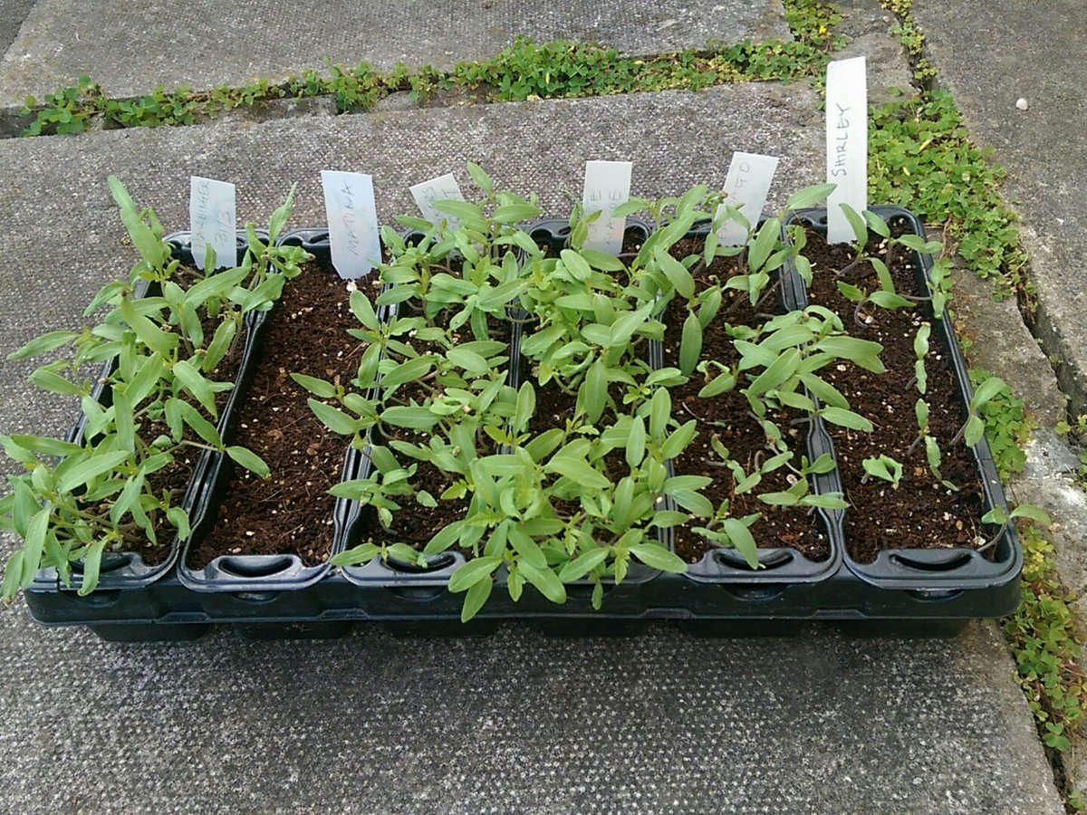 Tomatoes from home saved seed. Great...