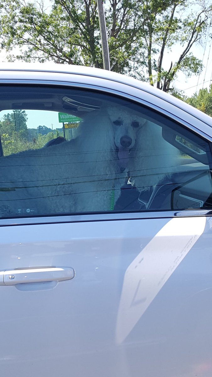 smokin_tiger's tweet photo. When the person next to you at the traffic light likes what it sees. @peytonsmommie1 @Teresafelice
#staringForDays https://t.co/aTmcDiwGcw