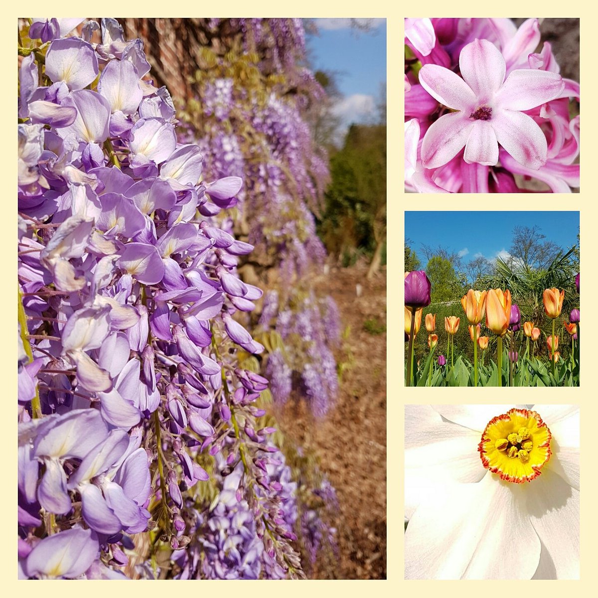 BHeulsen's tweet photo. Geuren en kleurentuin @bokrijk @visitlimburg @stadgenk #garden #tuin #samsung https://t.co/Y8WVCtrN2W