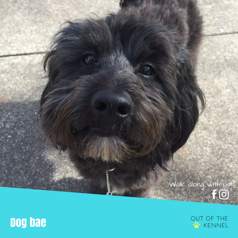 outofthekennel's tweet photo. Dog bae #OOTK #Pupstagram https://t.co/wCq1uVooS9 https://t.co/pSfdkqLIu3