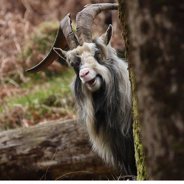 Luxboxfilms's tweet photo. This @badluckygoat is joining the Luxbox family! 🐐New acquisition! First film of Colombian filmmaker Samir Olveros! A unique and fresh come… https://t.co/Wx7j8GaGc3