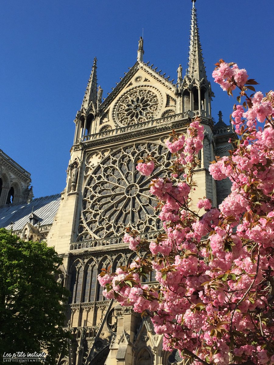 Notre-Dame de Paris
#lesptitsinstants #France #MagnifiqueFrance #Paris #Parisjetaime #NDParis #NotreDame #cerisierenfleurs #cerisierjaponais