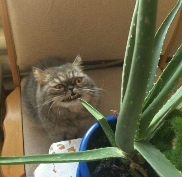 animalsdoing's tweet image. 