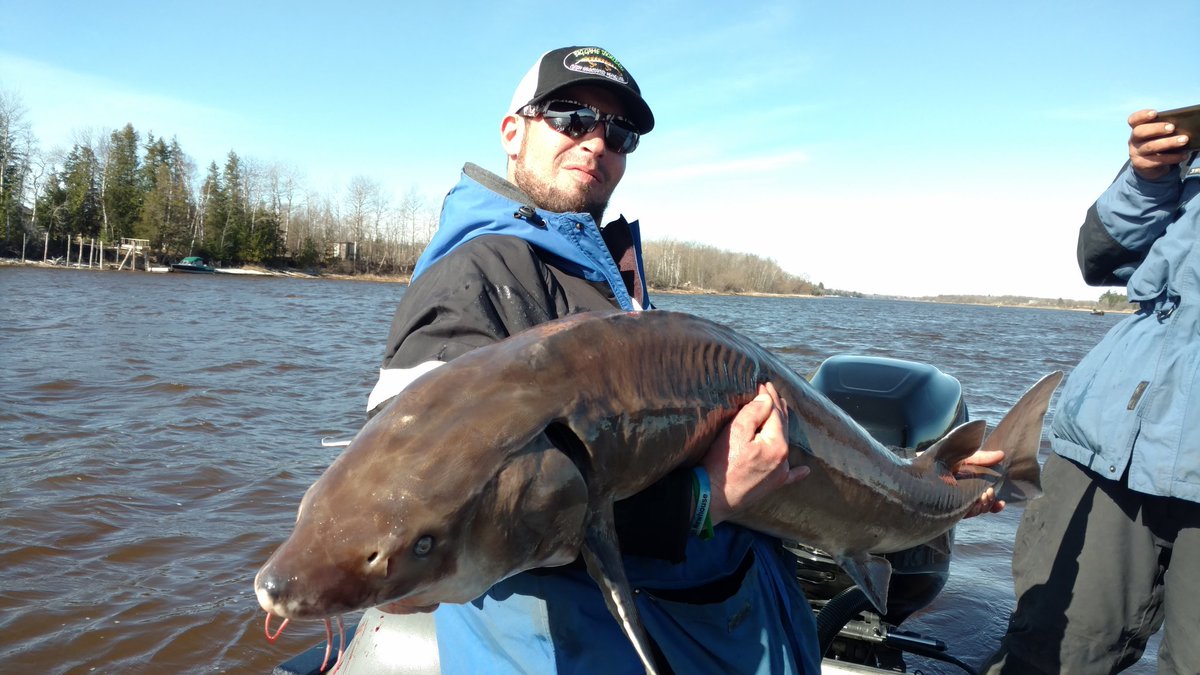 These fish are absolutely a blast to catch!  Wow do they have some power!! Tight lines! #toothtamerrods #rainyriver #sturgeon