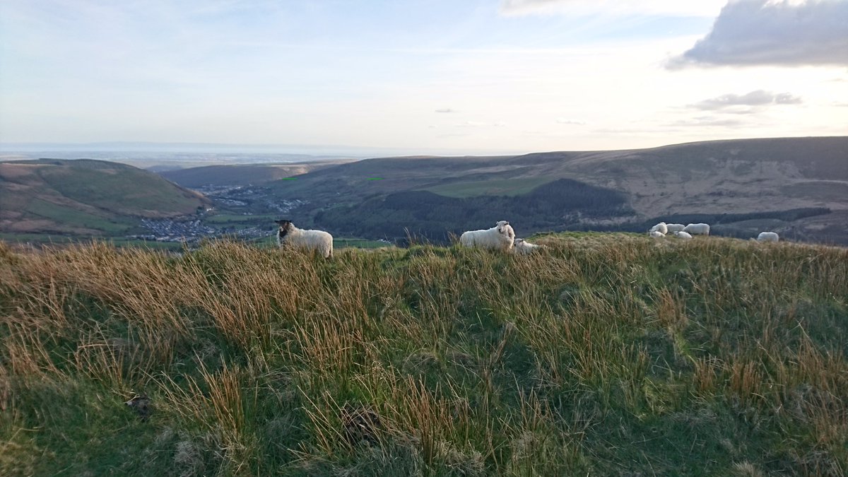 Do you ever get that feeling when you are out for a walk that you are being watched? #BAH #walkies #Wigglepug