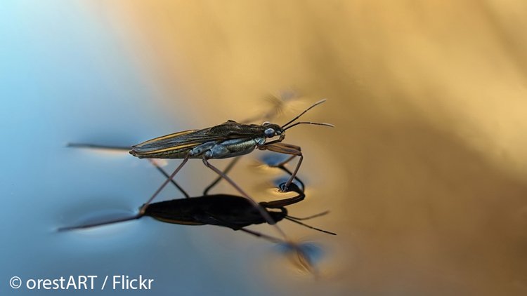 nature_org's tweet photo. How water striders walk on water and other incredibly cool facts about this common aquatic insect fr @nature_brains. https://t.co/wLEenXmlNK https://t.co/cI4DvyCy4Q