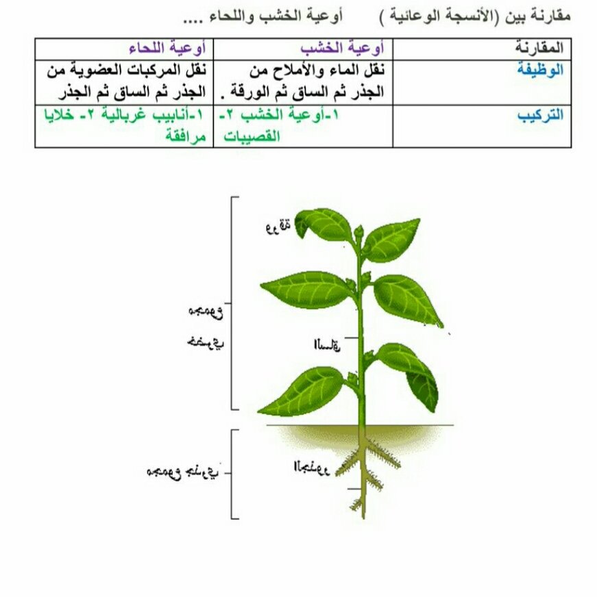 تفصل طبقة الكامبيوم بين طبقتي الخشب واللحاء