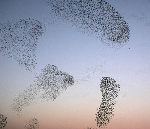 AmSciMag's tweet photo. How #birds (and bird-#watchers) compute the #behavior of a flock on the wing https://t.co/YV2AG7G5zi by  @bit_player https://t.co/si9IJ56C9w