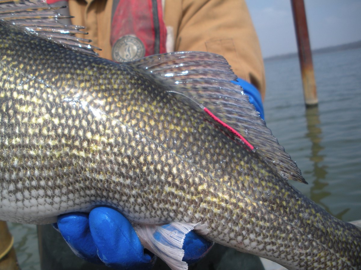 OhioDivWildlife's tweet photo. Help improve our fisheries by reporting tagged #saugeye in Alum Creek: https://t.co/n7Bi2EHq5l #fishohio #alumcreek #taggedfish https://t.co/zfxaNmYSUq