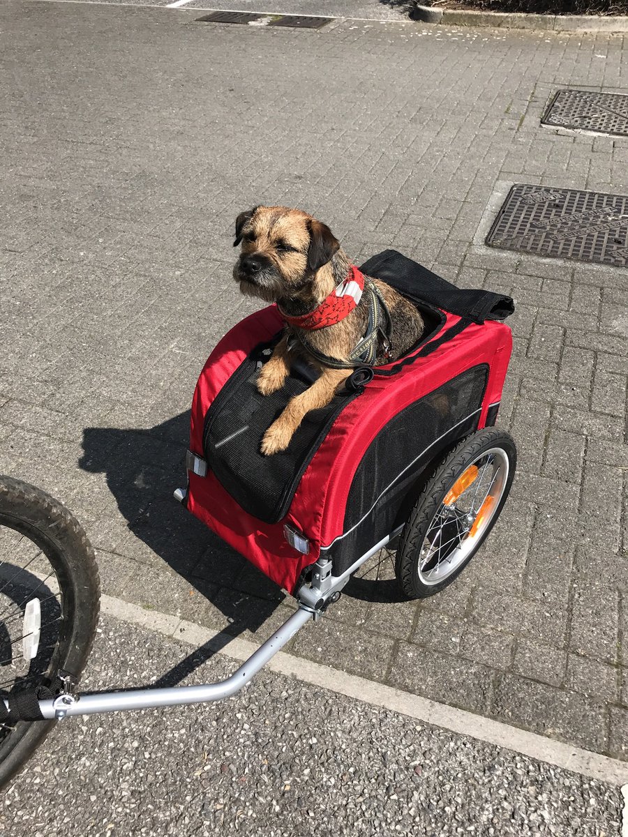 Rubytheborder's tweet image. Loving this new walkies lark!