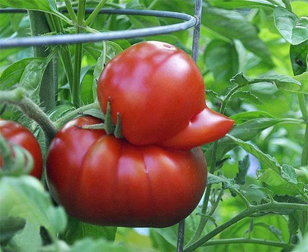 Plantezcheznous's tweet photo. Quand la nature imite la nature cc @Wapiti_Actu #légumes #tomates #potager 😀 https://t.co/tXqijtMhKV