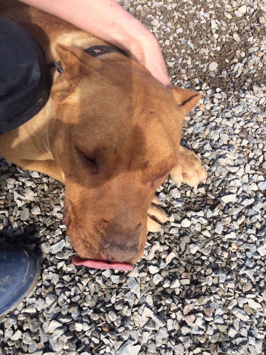 ASLAN gefühlte 35 Kilo Muskelmasse....und trotzdem kuschelig wie ein kleiner Schoßhund
<a href="/BlackMambaPics/">Black Mamba Gallery</a> <a href="/BlackMambaPara/">Black Mamba Paracord</a>