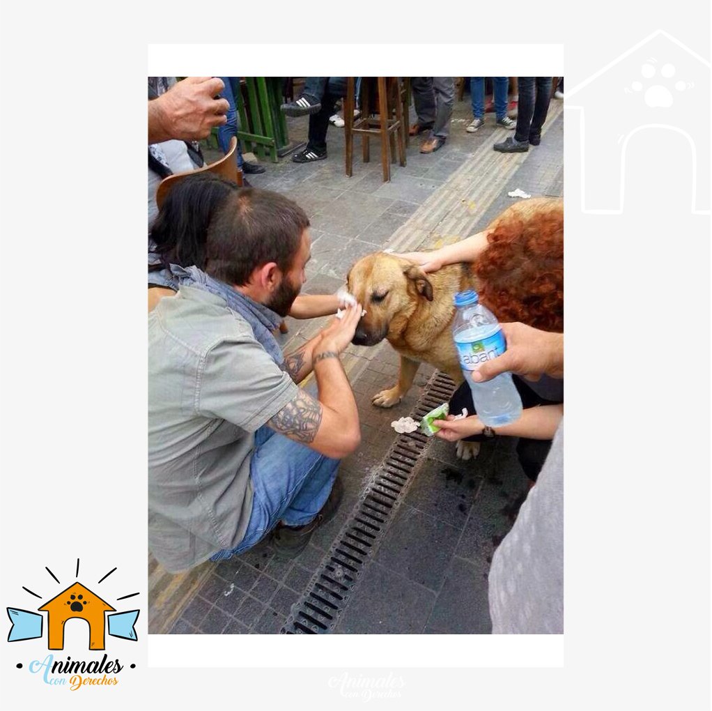 AnimalesCD's tweet photo. DIFUNDIR, RESGUARNDEN A LAS MASCOTAS ELLAS NO SABEN QUE PASA! SEAMOS CONCIENTES POR FAVOR - Las Mercedes El Rosal #10Abr Mañongo Chacaito https://t.co/kajbgN23uQ