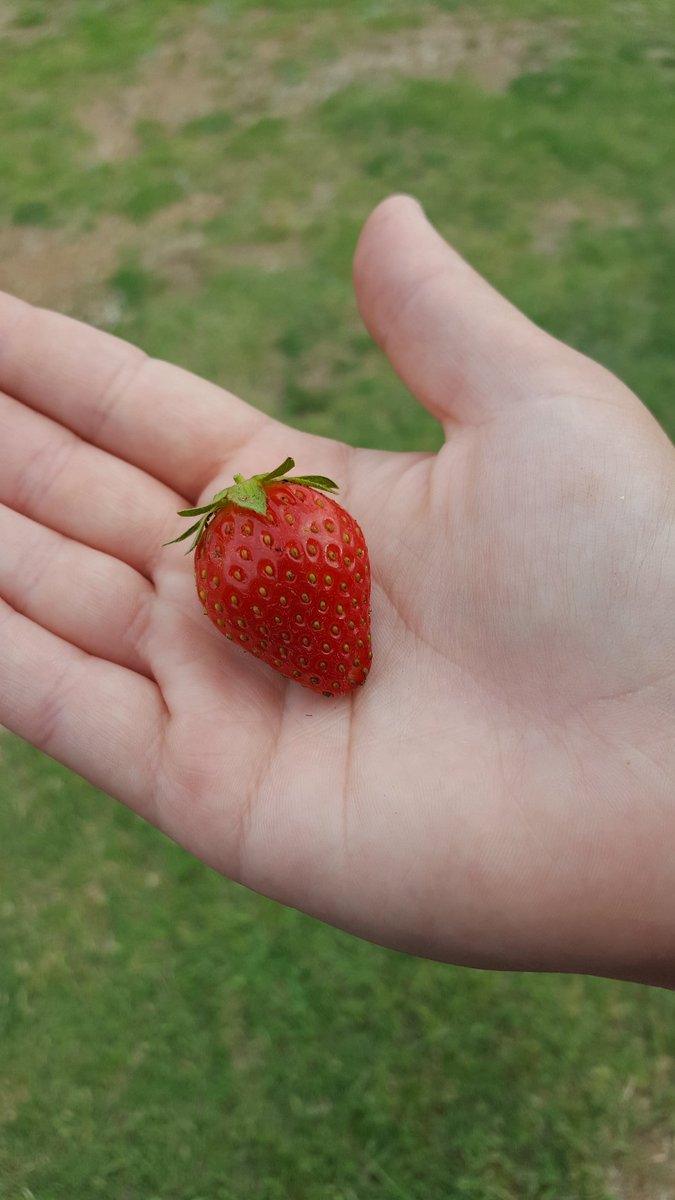 ChaoticFarm's tweet photo. #firstveggiethisyear.  #homegrown. #homesteading. #organic. #strawberries.   #freshveggies. https://t.co/unNtHt9ZBM