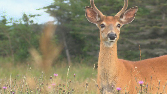 s_guilbeault's tweet photo. Demande d’injonction de Mingan contre les forages à Anticosti https://t.co/hZ3Z7bUISc https://t.co/eT6PuezwaQ