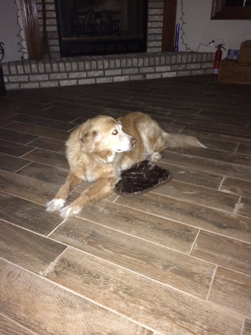 Ver imagem no Twitter