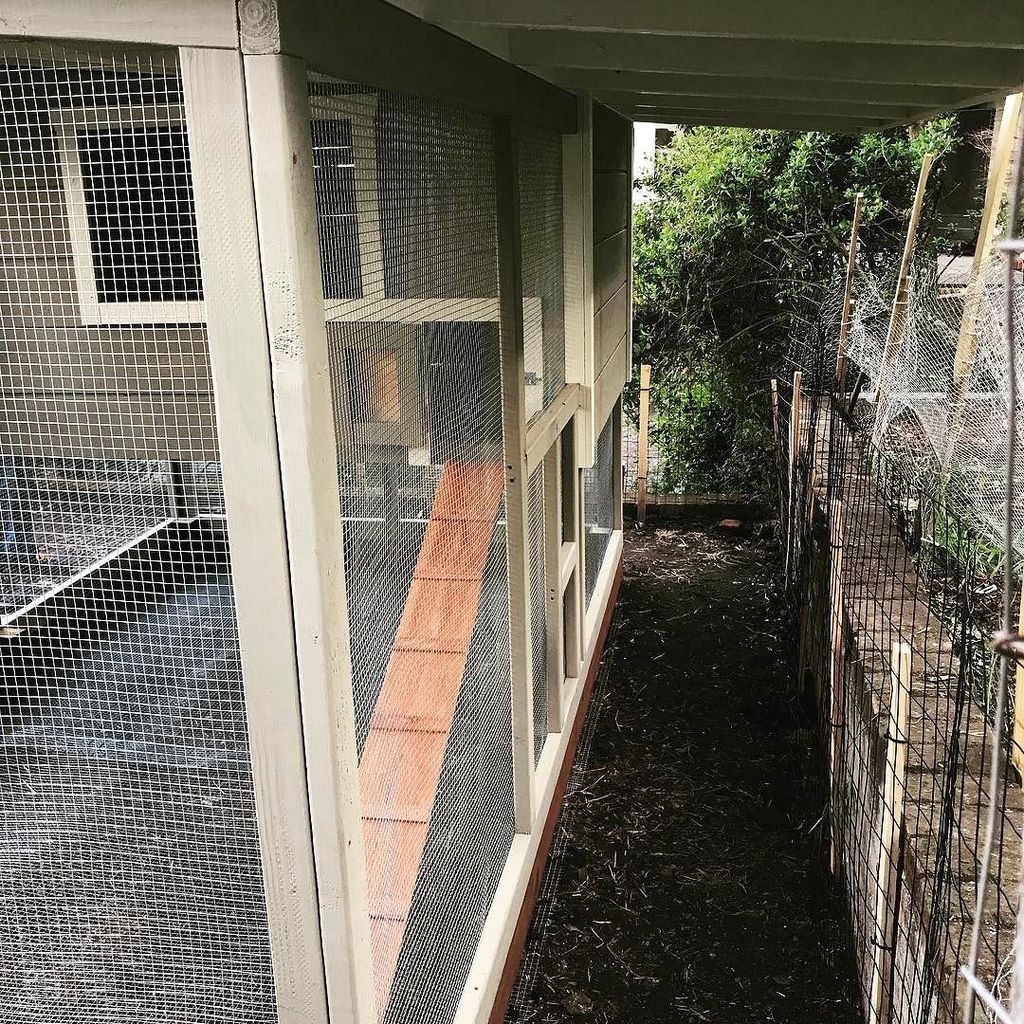 PaulRarePoultry's tweet photo. #chickenladder #chickencoop #chickenrun #shedcoop #coop https://t.co/JP0P7YJkrt