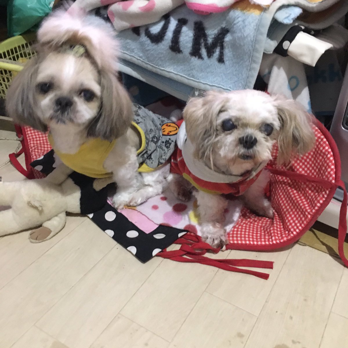 シーズー犬aroro 一緒ですぅ 食い意地は誰よりも負けてません 食べなくなると心配なんで 食い意地がある方が嬉しいですよね シーズー犬aroro 一緒ですぅ 食い意地は誰よりも負けてません 食べなくなると心配なんで 食い意地がある方が嬉しいですよね