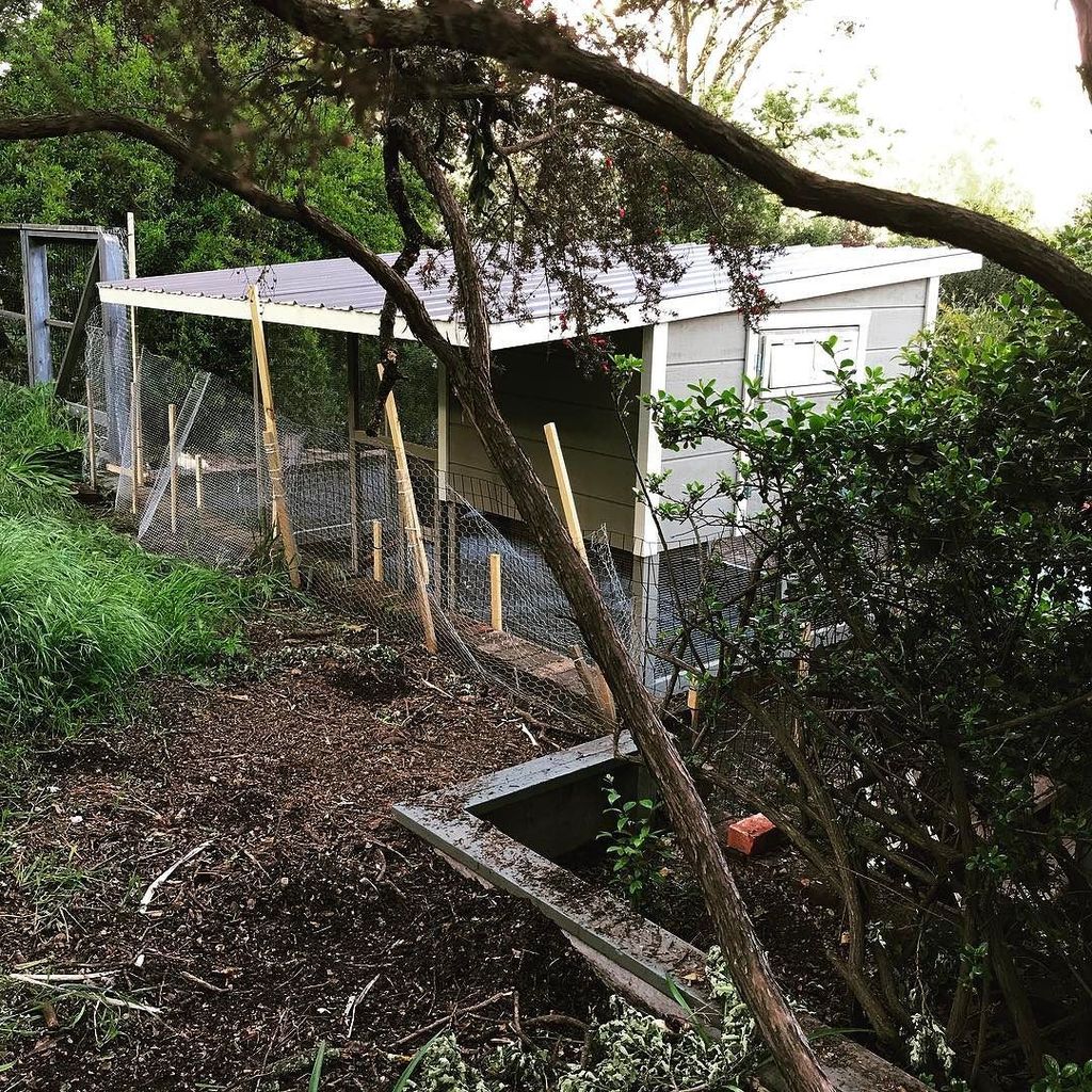 PaulRarePoultry's tweet photo. #coop #shedcoop #chickenrun #chickencoop #chickenladder https://t.co/hyuN77ll0H