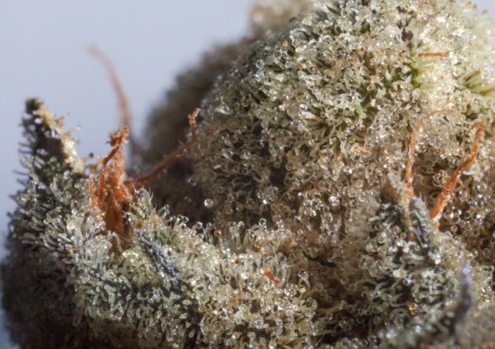 High Society On Twitter Bruce Banner Hybrid Og Kush